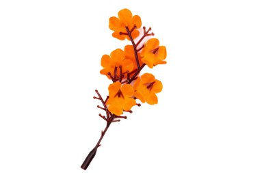 Dekoratif kurutulmuş turuncu renkli çiçek dalı, beyazın üzerinde izole. Botanik çizimler, ekoloji sanatı ve ev dekorasyonu görselleri için mükemmel.. 