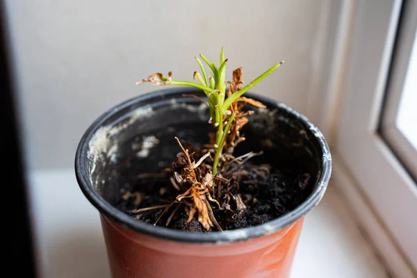 Kahverengi, kurumuş yapraklar ve toprağı gösteren küçük saksı tohumu haşereler, kök çürümeleri, aşırı sulama veya kentsel bitki sorunları üzerine makaleler için idealdir.. 