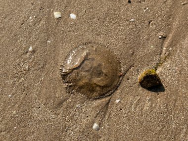 Kompakt kum üzerinde küçük çakıl taşı olan tek deniz kabuğu, arka plan, seyahat ve çevre temaları için minimum plaj dokusu görüntüsü. 