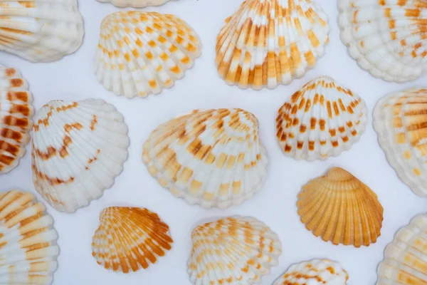 Ayrıntılı olarak çeşitli doğal deniz kabukları dokulu bir zemin oluşturuyor. Yaz tasarımları, deniz teması, plaj desenleri ve dekoratif kavramlar için harika.. 