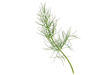 Beyaz arka planda parlak yeşil dereotu kökü. Yemek tarifi kitapları, mutfak afişleri, organik gıda markaları ve diyetle ilgili içerik için ideal. 