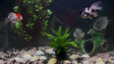 Üç akvaryum balığı berrak suda yavaşça yüzüyor. Rahatlama, meditasyon, arka plan görselleri ve huzurlu yaşam tarzı içeriği için sakin sualtı sahnesi.