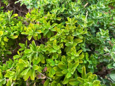 Parlak yeşil yapraklar canlı bir doğal doku oluşturuyor. Çevre markalaşması, sağlık görselleri, organik ürünler ve minimalist arka plan tasarımı için uygundur..