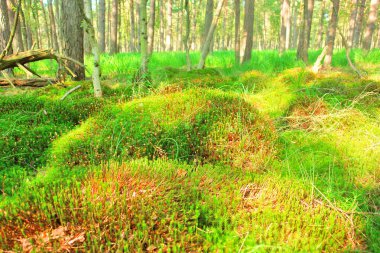 Slovincian Ulusal Parkı (Lehçe: Sowiski Park Narodowy), Polonya 'nın kuzeyinde, Pomeranya Voyvoda' da Sowiski Ulusal Parkı olarak da bilinir..                               