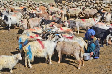 Ladakh göçebeleri Tso Moriri Gölü yakınlarında koyun sürüleriyle, Hindistan