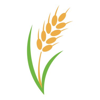 Bir altın buğday sapı, bitkinin basit, doğal güzelliğini gösteren iki canlı yeşil yapraklı beyaz bir zemin üzerinde zarifçe kıvrılır..