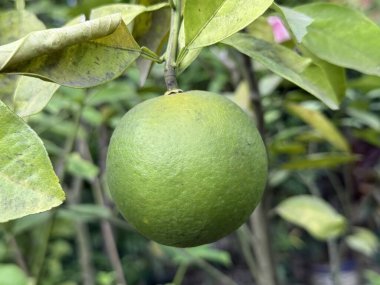 Doğanın özünü yakalar, canlı yeşil yapraklarla çevrili bir narenciye dalına asılı yeşil bir kireç sergiler, tazeliği ön plana çıkarır..