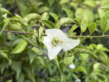 Yeşil yaprakların arasında duran tek bir beyaz bougainvillea braktı bu yüksek çözünürlüklü fotoğrafta çiçeğin narin güzelliğini yakalıyor..