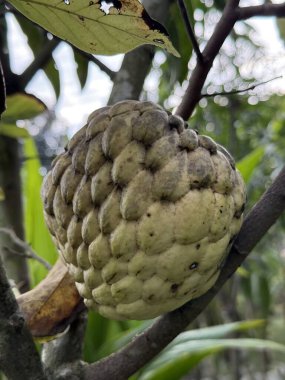 İnişli çıkışlı bir Annona meyvesinin açık yeşil bir tonda bir dalda asılı olduğunu gösteriyor. Çevredeki yapraklar bulanıklaşır ve yumuşak, doğal bir ortam oluşturur..
