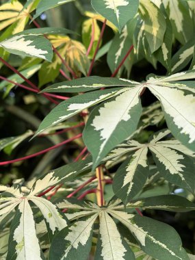 Görüntü, Manihot esculenta bitkisinin canlı yeşil ve beyaz yapraklarını yakından inceleyerek doğanın karmaşık ayrıntılarını gözler önüne seriyor..