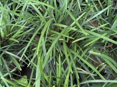 Yakın planda canlı yeşil liriope muscari yaprakları sergileniyor, lineer formları yoğun bir şekilde birbirine dokuyor, gelişen bir bahçe ortamında zengin desenler ve doğal doku oluşturuyor..