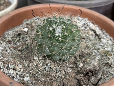 Yüksek çözünürlüklü fotoğraf yeşil bir kaktüs gösteriyor. Beyaz ve koyu dikenli. Kahverengi bir tencerede toprak gibi çakıl taşları var..