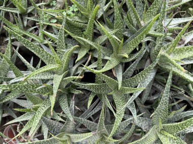 Yüksek çözünürlüklü bir fotoğraf yoğun bir aloe vera bitkisinin yakın görüntüsünü sunar, her yaprak çarpıcı beyaz noktalarla süslenir, görsel olarak zengin bir desen oluşturur..