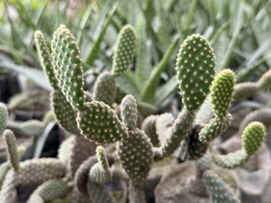 Yakın çekim, yüksek çözünürlüklü bir fotoğrafta dikenli bir armut kaktüsünün birçok pedini kaplayan yumuşak dikenli dikenleri ortaya çıkarır..