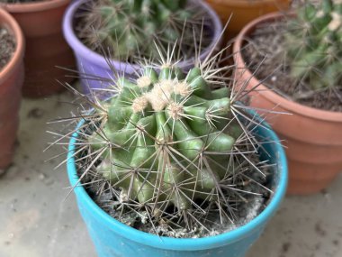 Bu yüksek çözünürlüklü fotoğraf, diğer bitkilerle çevrili renkli mavi bir bitkinin içine dikenli dikenli dikenli dikenli bir kaktüsün detaylı görüntüsünü yakalar..