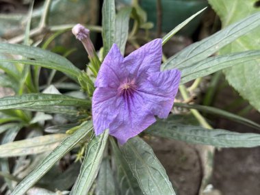 Canlı bir mor Ruellia simplex çiçeğine odaklanır, yapraklarını ve merkezini sağlıklı yeşil yaprakların arasında gösterir; çiçek taze, doğal bir estetik sunar.