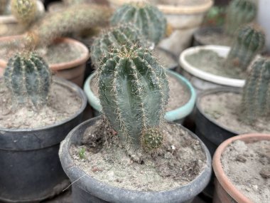 Çoklu çömlek kaktüsü, yüksek çözünürlüklü fotoğrafta görsel olarak ilginç bir bileşim yaratmak için çeşitli türleri ve dokuları vurgulayan doğal bir desen oluşturur..