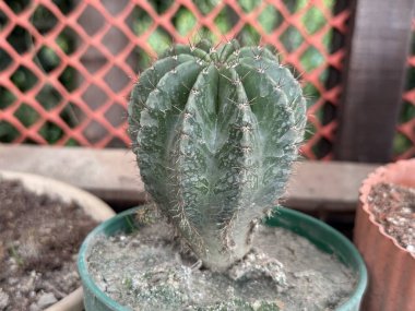 Küre şeklinde saksı şeklindeki kaktüs arkasında bulanık bir çite karşı keskin dikenler sergiler. Yüksek çözünürlüklü fotoğraf.