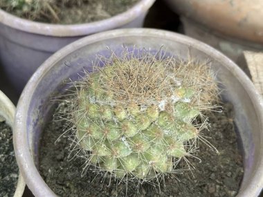 Yüksek çözünürlüklü fotoğraf, menekşe bir tencerede oturan yuvarlak yeşil bir kaktüsü gösteriyor. Kaktüs beyaz küf lekeleri sergiliyor, muhtemelen yüzeyinde mantar gelişimini gösteriyor..