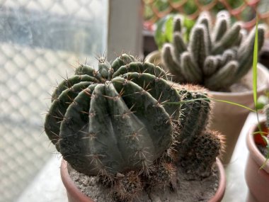 Bu yüksek çözünürlüklü fotoğrafta açık kahverengi dikenli küçük yeşil bir kaktüs, bronz bir tencereye yerleştirilmiş, diğer çeşitli kaktüsler arka planda yavaşça dinleniyor..
