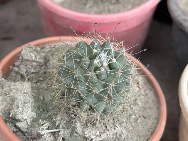 Yüksek çözünürlüklü fotoğraf, terasotta tenceresinin içine yerleştirilmiş küçük, yeşil bir kaktüsün yukarıdan aşağı görüntüsünü içeriyor..