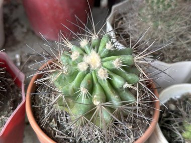 Yüksek çözünürlüklü bir fotoğraf, kahverengi bir tencerede ince kahverengi dikenli yeşil bir kaktüs bitkisinin yukarıdan aşağı görünümünü gösterir..