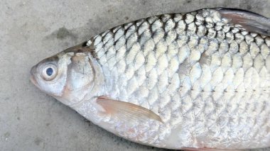 Taze gümüş dikenli bir balığın yüksek çözünürlüklü fotoğrafı, gümüş pullarla parıldıyor, gri beton bir yüzey üzerinde dinleniyor, pişirmeye ya da hazırlanmaya hazır..