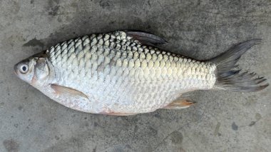 Tek gümüş dikenli balık pullarını bu yüksek çözünürlüklü fotoğrafta vurgulanmış beton bir yüzeyde sergiliyor. Su yaşamını sergilemek için mükemmel..