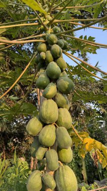 Yüksek çözünürlüklü bir fotoğrafta, bol miktarda yeşil meyve veren bir papaya ağacı, yaklaşan hasadı ve tropikal tarıma ve sağlıklı beslenmeye bir göz attığını gösteriyor..