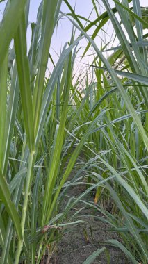 Alacakaranlıkta sakin kırsal alanda yukarı doğru uzanan yeşil şeker kamışı sırları doğanın basit güzelliğini yakalayan yüksek çözünürlüklü barışçıl bir fotoğraf oluşturuyor..
