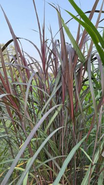 Kapalı fotograflarda açık hava ortamında bez çimlerin yemyeşil, mor ve gür tonları sergilenir. Yüksek çözünürlüklü fotoğraf.
