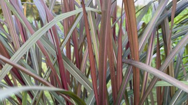 Yüksek çözünürlüklü fotoğraf, mor ve yeşil renkler gösteren kılıç şeklindeki yaprakların desenli detaylarını yakalar ve çarpıcı bir doğal desen yaratır..