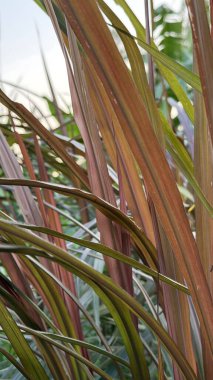 Yüksek çözünürlüklü fotoğraf, doğal ışıkta bronz ve bordo renklerini gösteren yapraklarla dekoratif çimenleri gösteriyor, desenli yüzeylerini ve açık havada hassas ayrıntıları vurguluyor..