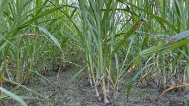 Uzun yeşil şeker kamışı bitkileri topraktan yükselir ve doğal çimenli bir ortam yaratır. Bu da büyümenin çeşitli aşamalarını ve alanın genel yoğunluğunu gösterir..