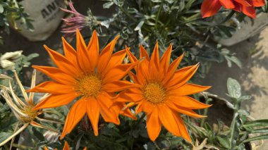 Bahçede bir çift canlı turuncu gazania çiçek açar