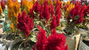 Birçok kırmızı ve turuncu celosia çiçekleri birlikte açarlar..