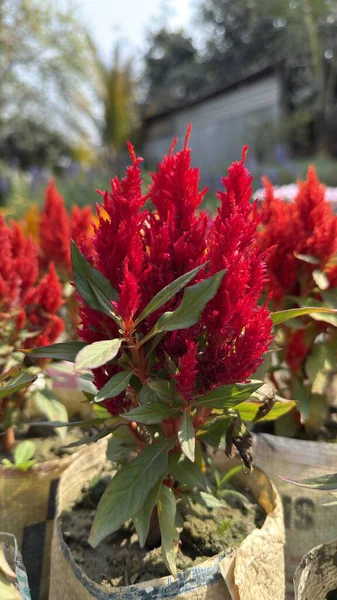 Bahçede yetişen güzel kırmızı tüylü selosya çiçekleri.