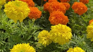 Parlak turuncu kadife çiçekleri sıralanmış..