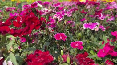 Bahçede kırmızı ve pembe dianthus çiçekleri.