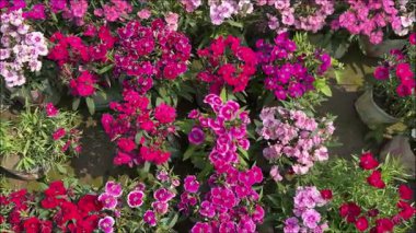 Güneş ışığında çiçek açan canlı dianthus çiçekleri.