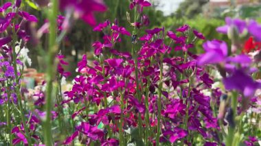 Doğada açan güzel mor duvar çiçekleri..