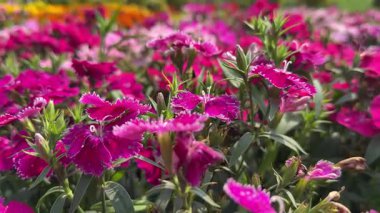 Pembe dianthus çiçeklerinin Macro manzarası.