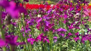 Kırmızı arka planda açan mor çiçekler.