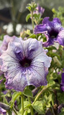 Bahçe toprağında güzel desenli petunya çiçeği.