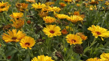 Sarı takvim çiçekleri güneşte açıyor.