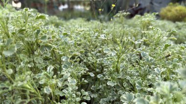 Parktaki yoğun yeşil arazi örtüsü bitkileri