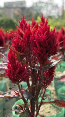 Kızıl Celosia Çiçeği Bahçede Parıldıyor