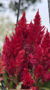 Bahçede açan canlı kırmızı selosya çiçeği..