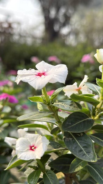 Белый цветок, цветущий каплями воды