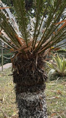 Bir bisiklet palmiyesinin dayanıklı gövdesinin ve canlı yeşil yapraklarının detaylı görüntüsü yemyeşil bir bahçe ortamında eşsiz yapısını gözler önüne seriyor..